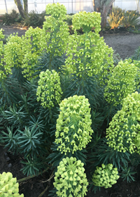 Euphorbia characias ssp. wulfenii 